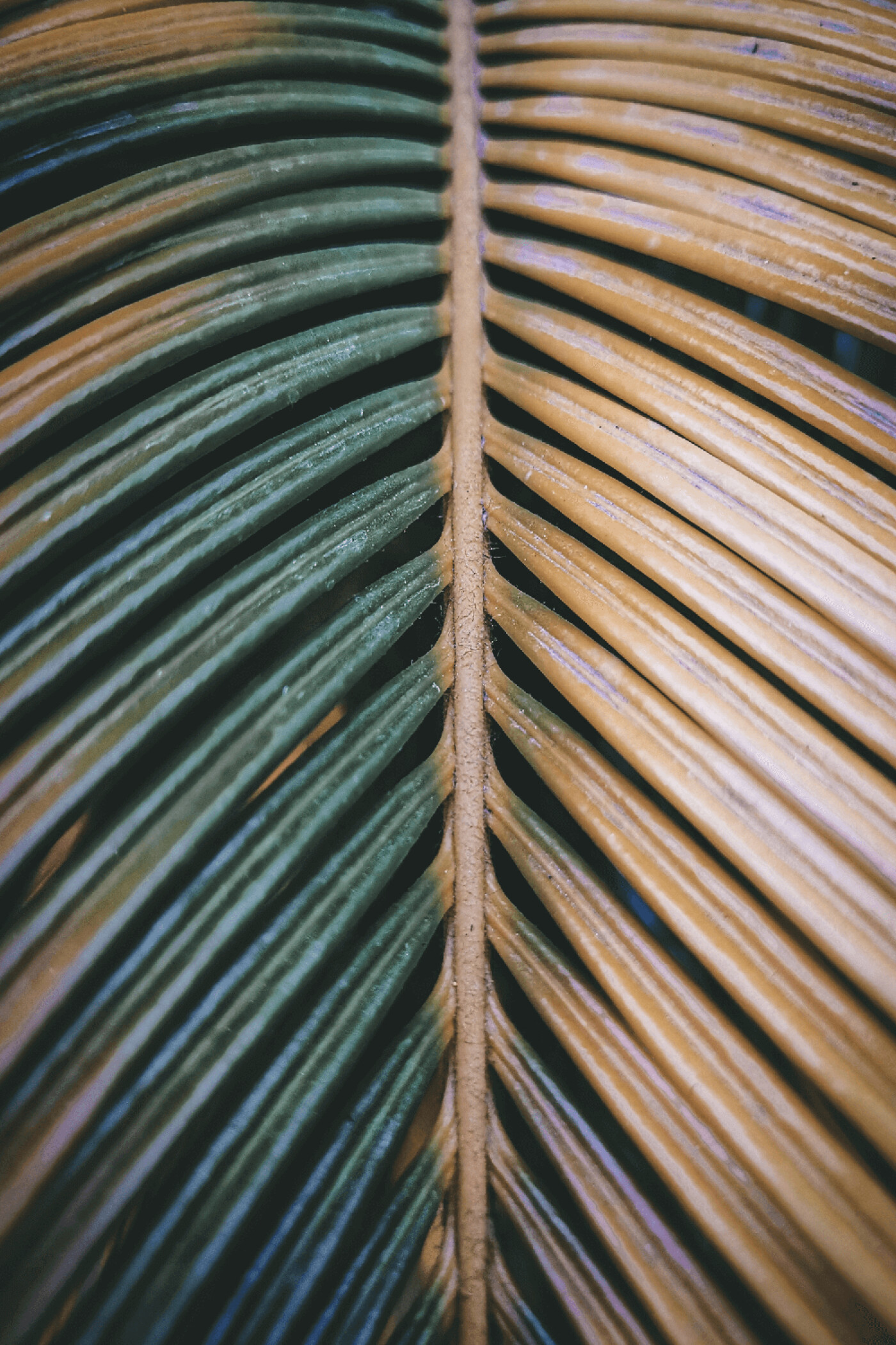 pexels-daniel-maldonado-4222474 (1) (1)