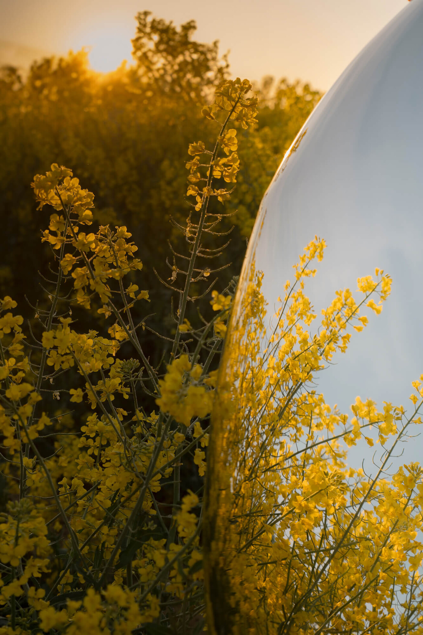 Sesja_Rzepak_2025_fot_Jakub_Musialski_57