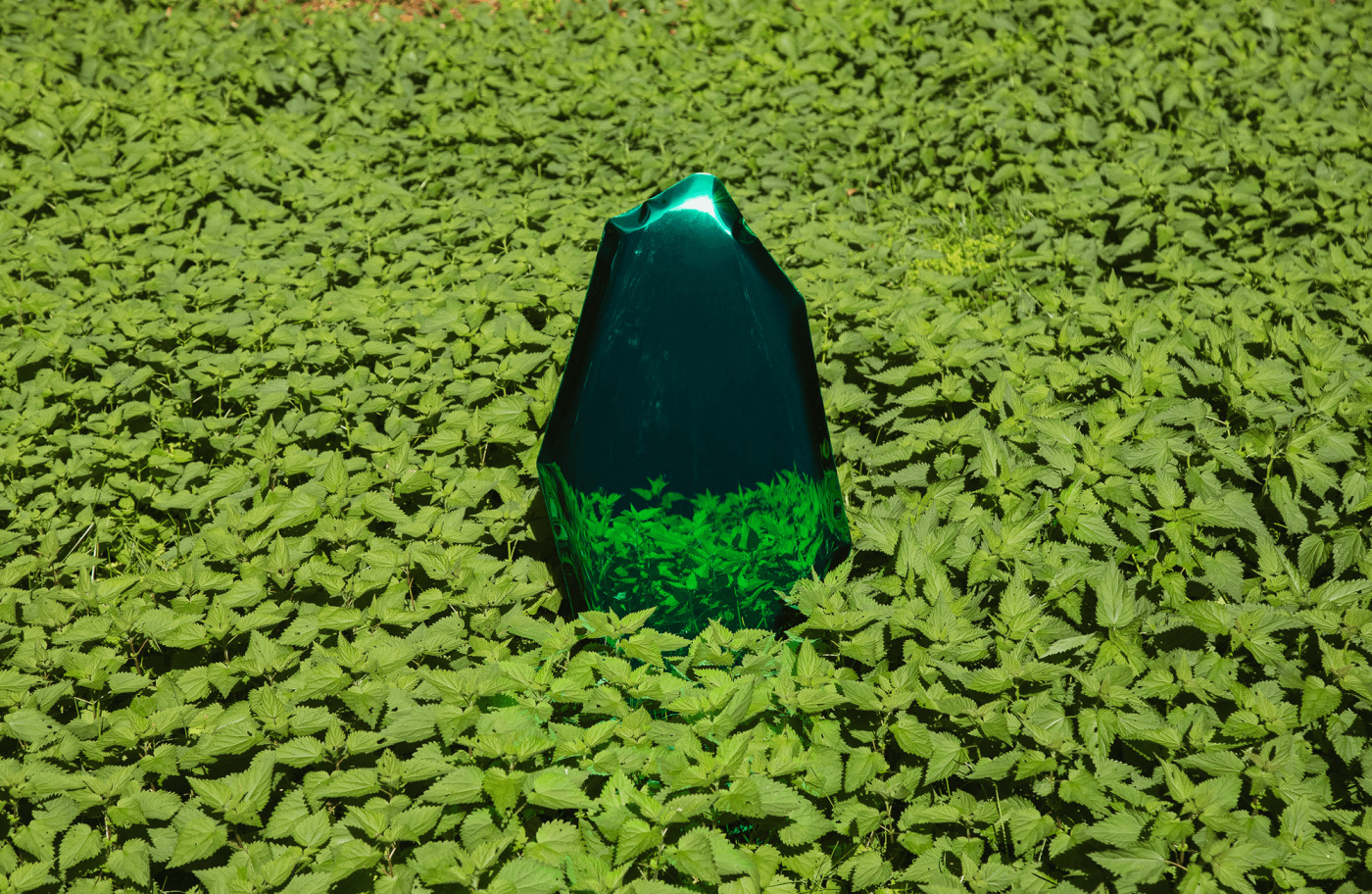 zieta green tafla c surrounded by leaves
