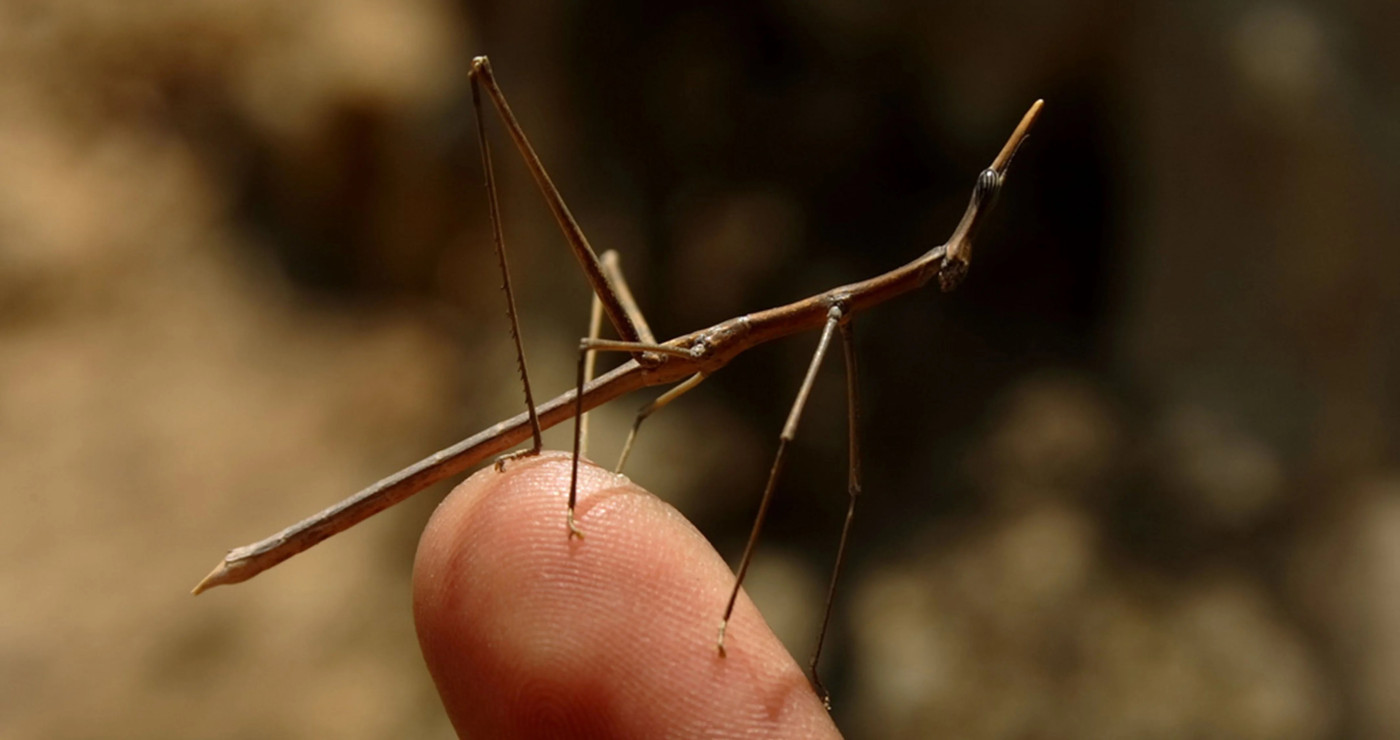 Gliederfüßer-zieta-sculpture9